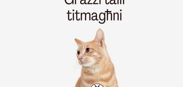 Feeding stray cats is not illegal providing area left clean