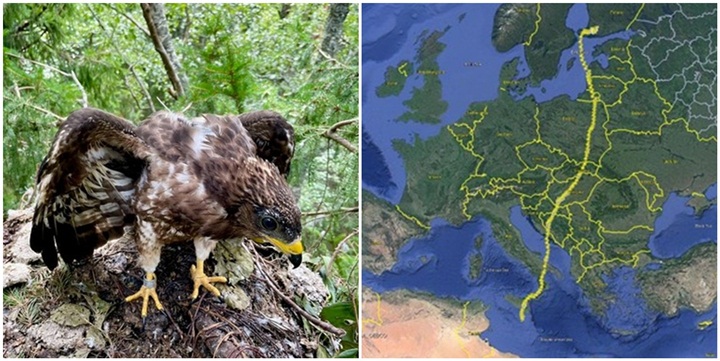GPS-tracked Finnish Honey-buzzard shot down over Malta - BirdLife