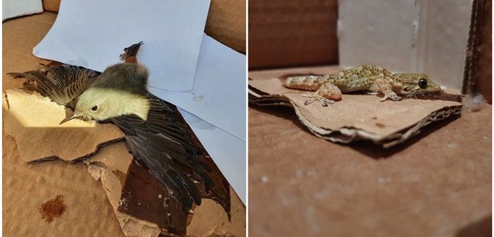BirdLife urges the public not to use glue traps as pest control