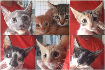Gozo SPCA kittens available for immediate rehoming
