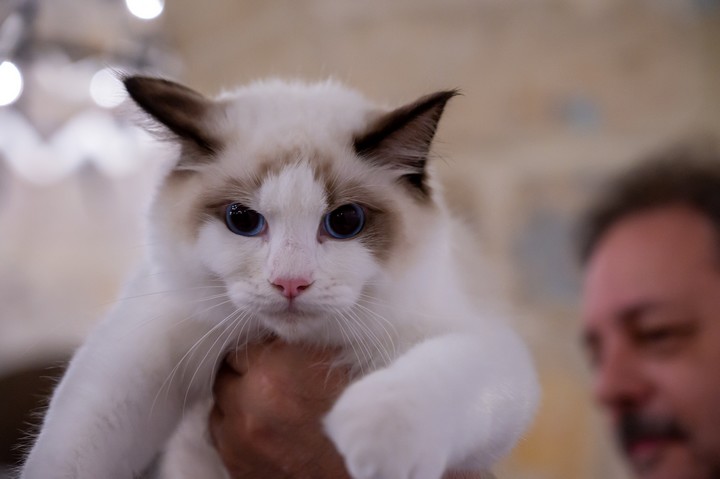 The aristocats are back this weekend in Malta show