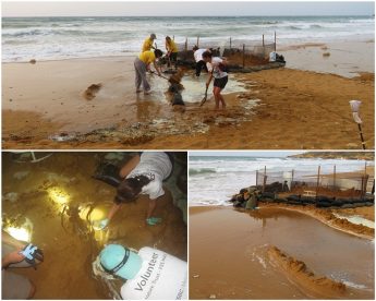 Ramla turtle nest yields no hatchlings after being swamped in August