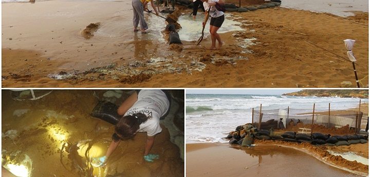 Ramla turtle nest yields no hatchlings after being swamped in August