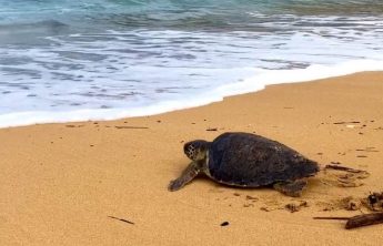 Loggerhead Turtle Lotto released after making full recovery