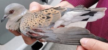 BirdLife takes Government to Court over spring hunting