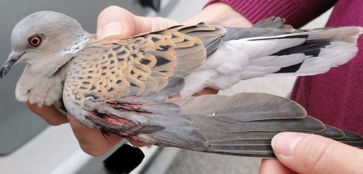 BirdLife takes Government to Court over spring hunting