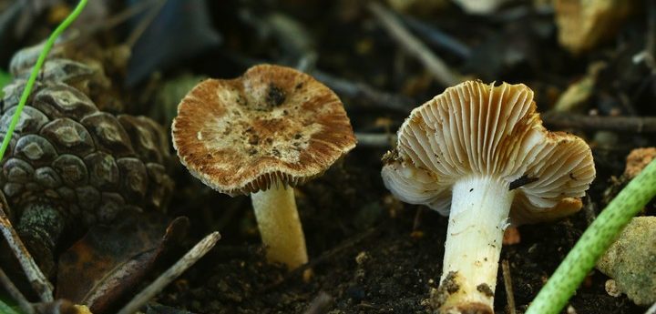 New species of fungus discovered from Gozo and Portugal