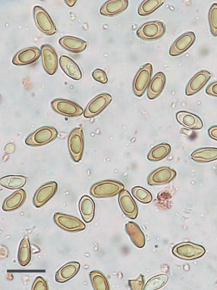New species of fungus discovered from Gozo and Portugal
