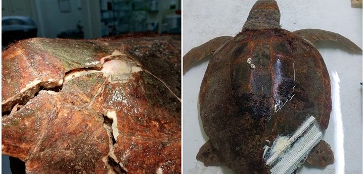 Ralph the turtle recovering after operation for his injuries