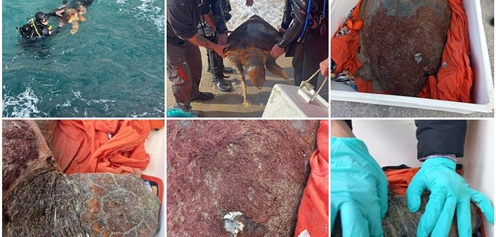 Injured turtle rescued in Xlendi Bay with the help of divers