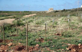 35,600 trees and shrubs planted in 54 localities last year