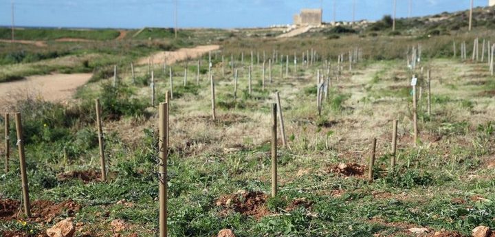 35,600 trees and shrubs planted in 54 localities last year