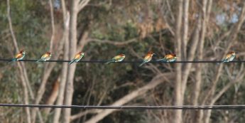 BirdLife Malta looking for volunteers for Spring Watch 2023