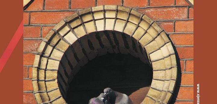Feral pigeon numbers mostly affected by type of buildings surrounding them – Study