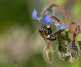 Have your say on Malta’s plan to safeguard pollinators
