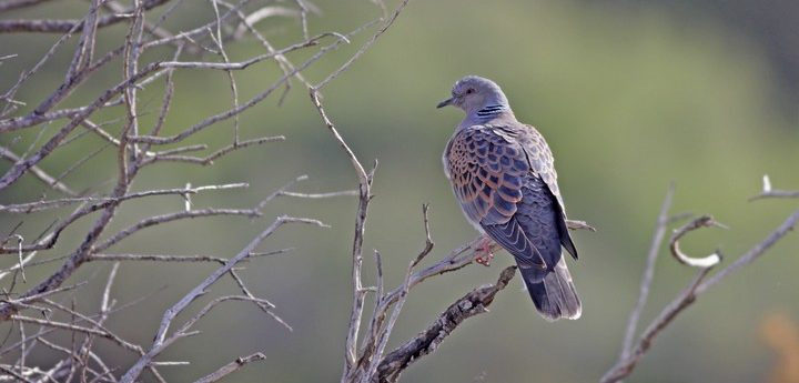 Malta shouldn’t keep challenging EU by continuing Turtle-dove spring hunting – BLM