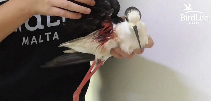 Protected Black-Winged Stilt found with shotgun injury