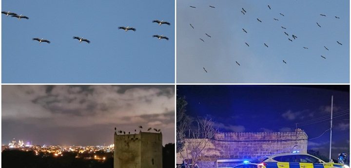 Update – White Storks arriving on the Maltese Island subject to gunfire overnight