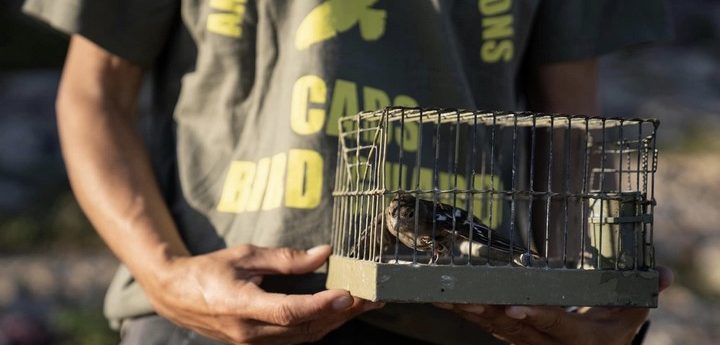 CABS team on Gozo tackling illegal finch trapping
