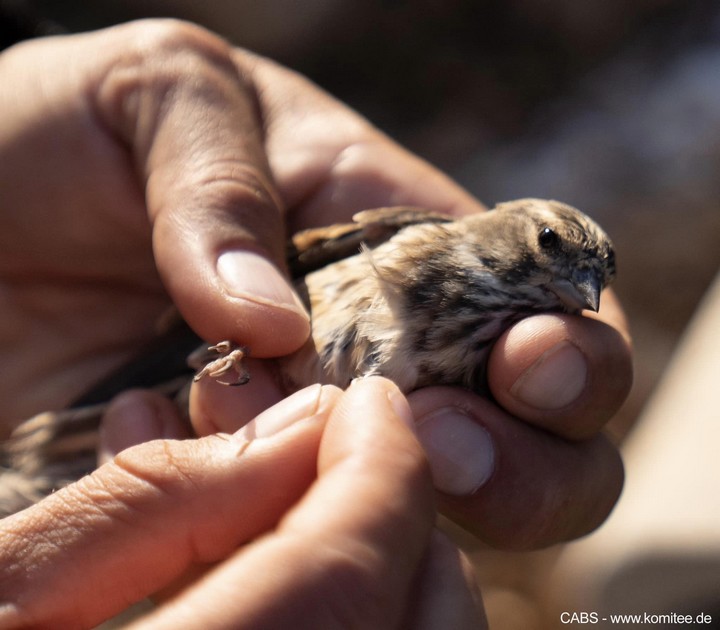 CABS team on Gozo tackling illegal finch trapping