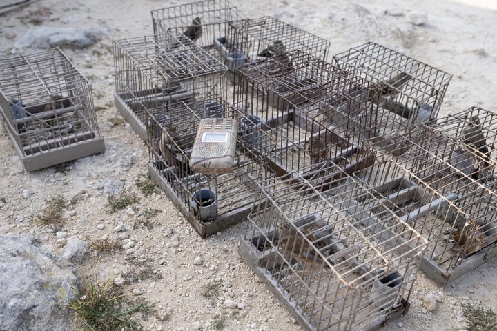 CABS team on Gozo tackling illegal finch trapping