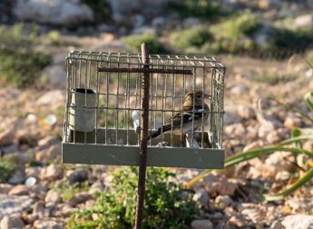 Over 20 cases of “illegal bird poaching” heard in Court this week – CABS Over 20 cases of “illegal bird poaching” heard in Court this week – CABS