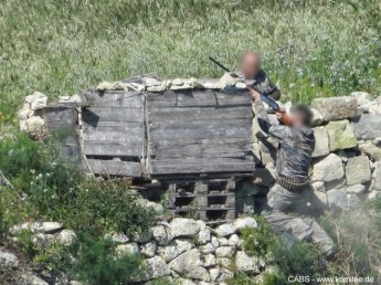 Hunters already opened “unofficial season” to kill turtle-doves – CABS