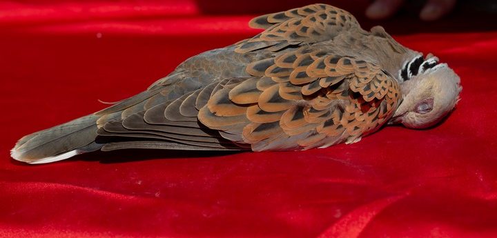 Spring hunting season already opened illegally on Turtle-dove” – BirdLife