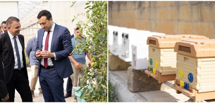 Gozo project launched to increase population of the Maltese Queen Bee