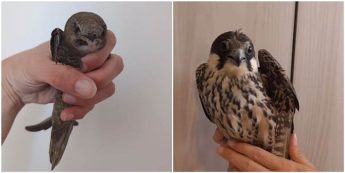 Birds illegally shot during rabbit hunting season – BirdLife