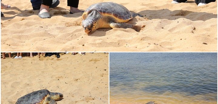 Turtle released back to sea after recovering from ingested plastic litter