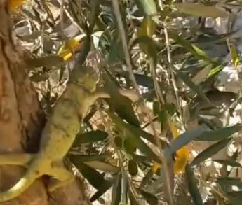Chameleon rescued before being released back into the wild