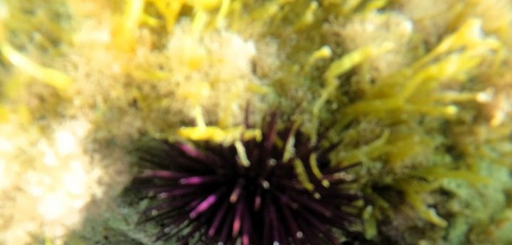 Nature Trust welcomes Moratorium period for sea urchins