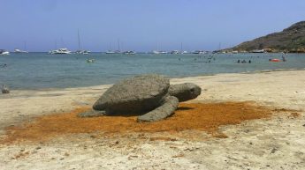 Ramla life-size sea turtle sculpture honours their importance