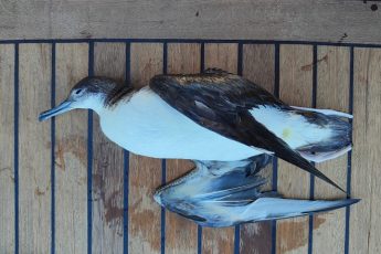 Threatened breeding seabirds at high risk of plastic exposure Threatened breeding seabirds at high risk of plastic exposure
