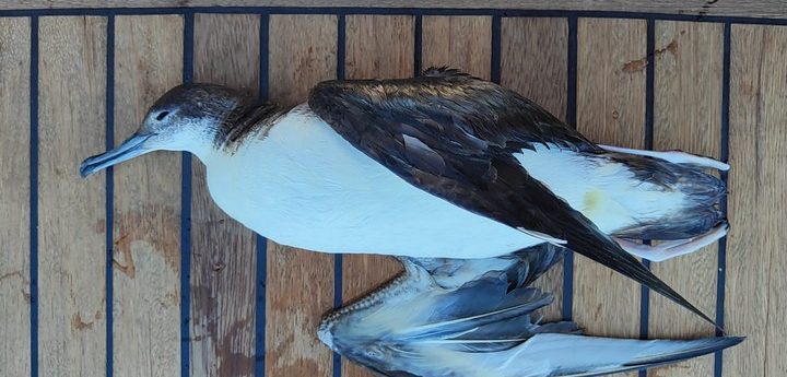 Threatened breeding seabirds at high risk of plastic exposure