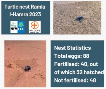 32 turtle hatchlings finally made it to the sea at Ramla 32 turtle hatchlings finally made it to the sea at Ramla
