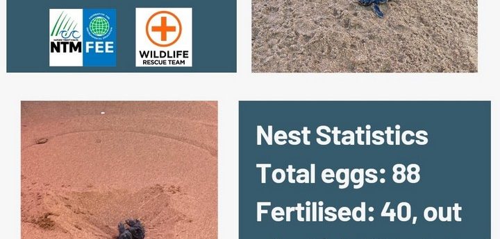 32 turtle hatchlings finally made it to the sea at Ramla