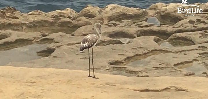 Tourists witness young Greater Flamingo shot down in Gozo