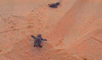 First turtle hatchlings at Ramla Bay make their way to the sea First turtle hatchlings at Ramla Bay make their way to the sea