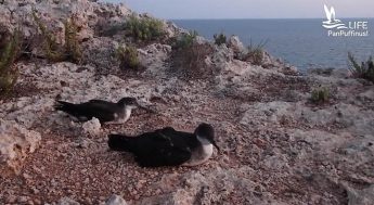 Rescued Yelkouan Shearwaters released back to the sea