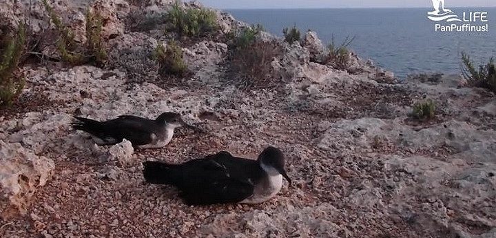 Rescued Yelkouan Shearwaters released back to the sea