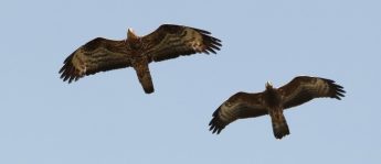 BirdLife Malta EuroBirdwatch events this weekend