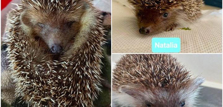 Three hedgehogs in rehab with NTM Gozo section