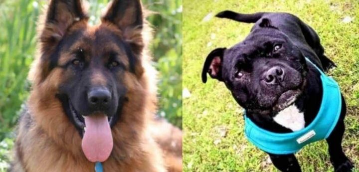 Crowdfunding campaign launched seeking justice for Kim and Ruby