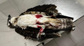 Latvian-ringed juvenile Osprey illegally shot, the second this week Latvian-ringed juvenile Osprey illegally shot, the second this week