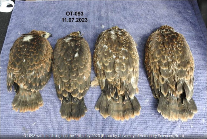GPS-tracked raptors disappear as they arrive on Maltese islands