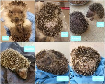 Two hedgehogs released, two more in rehab at NTM Gozo Section