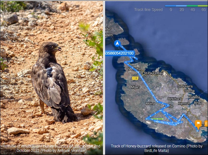 GPS-tracked raptors disappear as they arrive on Maltese islands