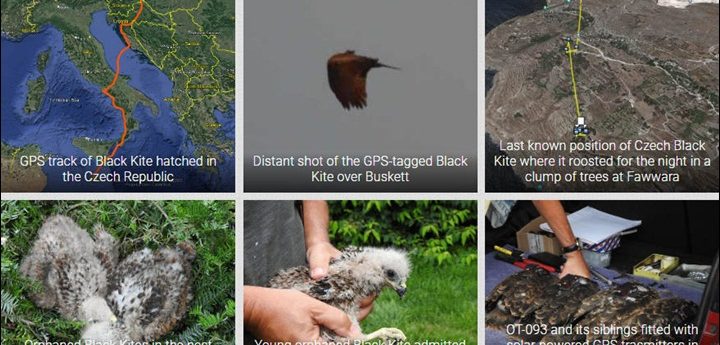 GPS-tracked raptors disappear as they arrive on Maltese islands